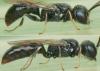 Passaloecus vandeli